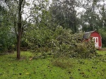 Storm damage fallen trees